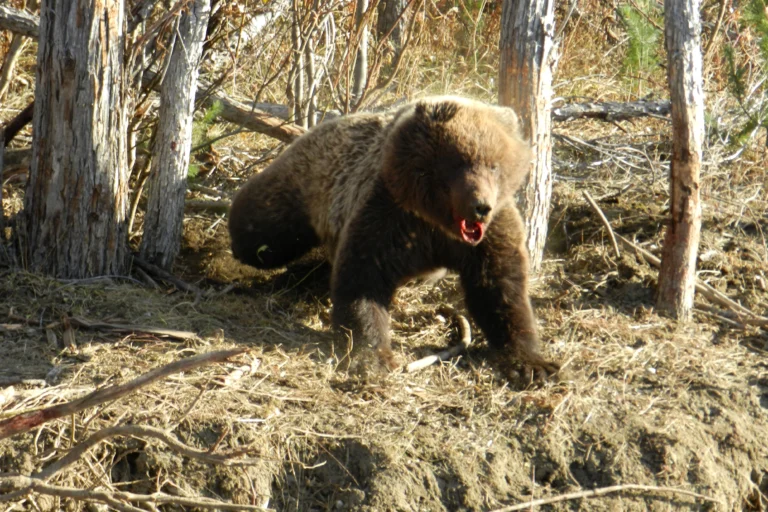 Атака медведя