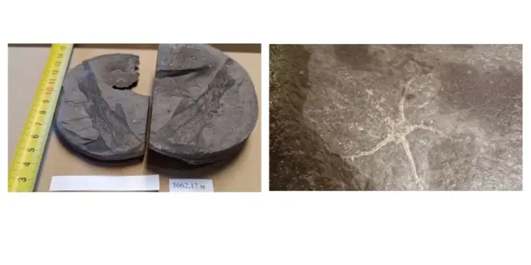 Уникальные окаменелости юрского периода, обнаруженные учеными Роснефти в керне из скважины в Сургутском районе — отпечатки морской офиуры и других древних морских организмов.