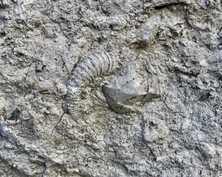 Окаменелость хейрокрины возрастом 460 миллионов лет, найденная на фасаде дома на Васильевском острове в Санкт-Петербурге; уникальность находка древнего морского существа из ордовикского известняка, вызвавшая интерес палеологов и жителей города