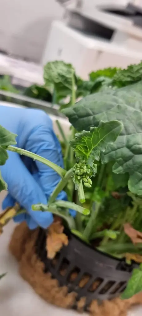 астения для биодобычи лития из пластовых вод для аккумуляторов — инновационная технология российских ученых