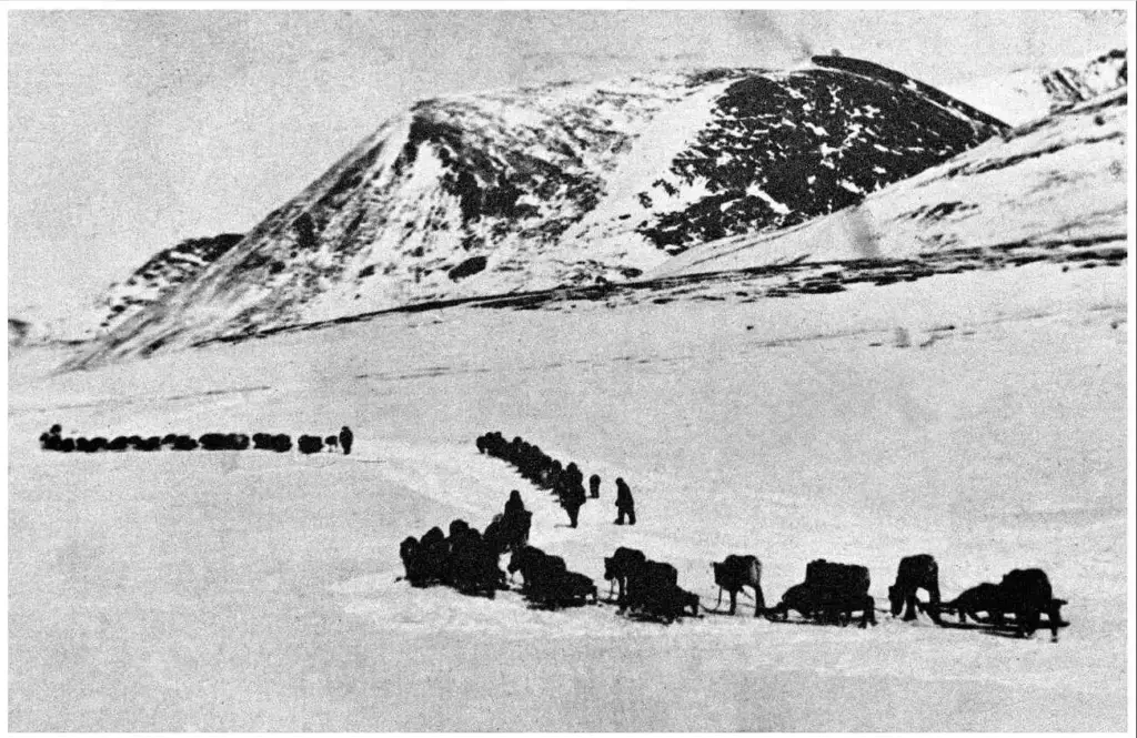Колонна рабочих тянет нартовые упряжки по заснеженной долине Колымы во время золотодобычи в 1940-е годы