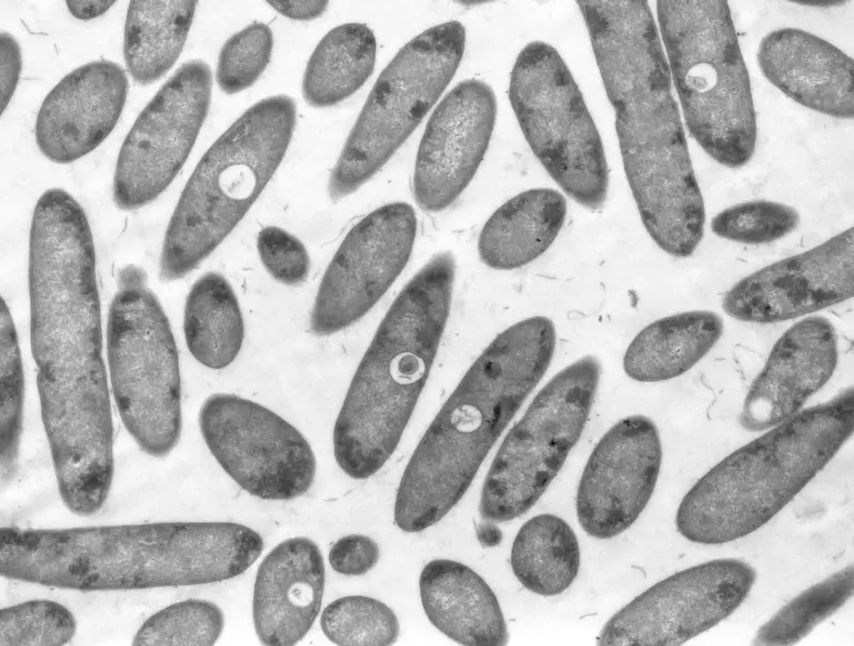 Сульфатредуцирующие бактерии Desulfosporosines cupriresistens для детоксикации отходов горной промышленности.