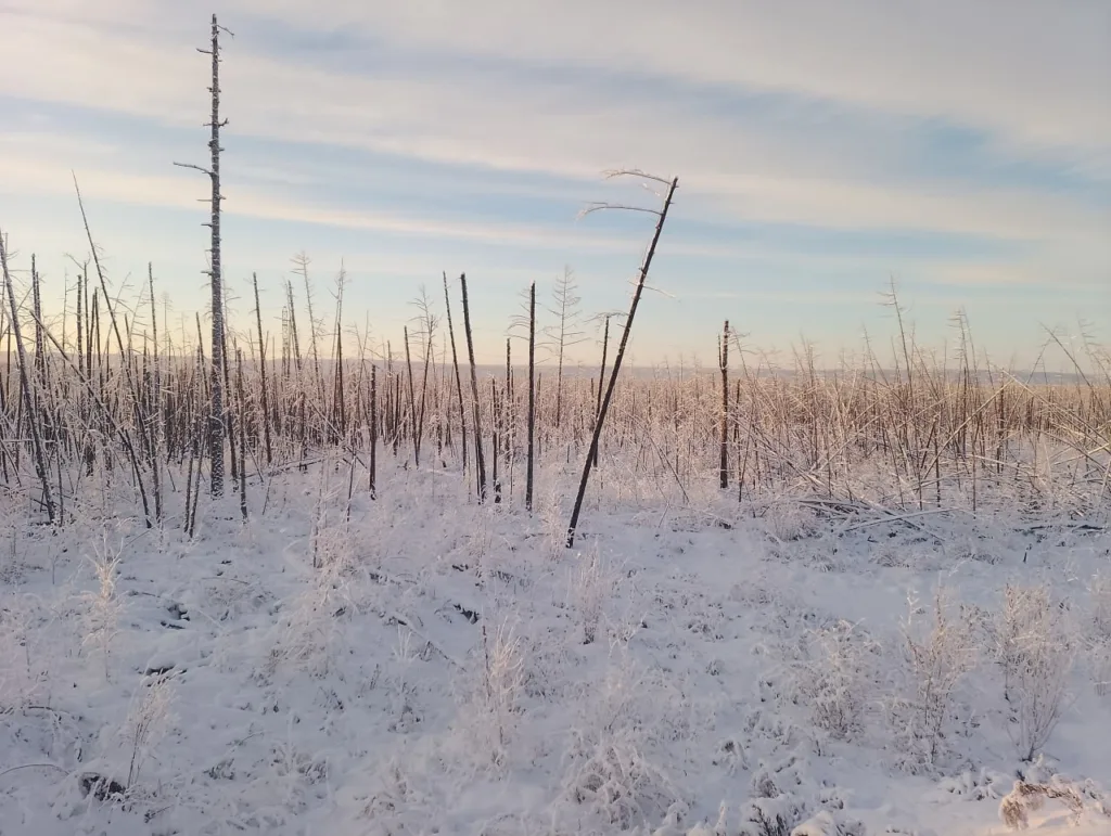 Геологи Росгео на оценочных работах в угленосном районе Якутии