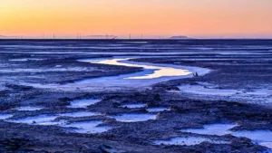 Керны грунта из прибрежных водно-болотных угодий Калифорнии с углеродными отложениями