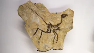 Реконструкция скелета альвареззавра Alnashetri cerropoliciensis из Патагонии