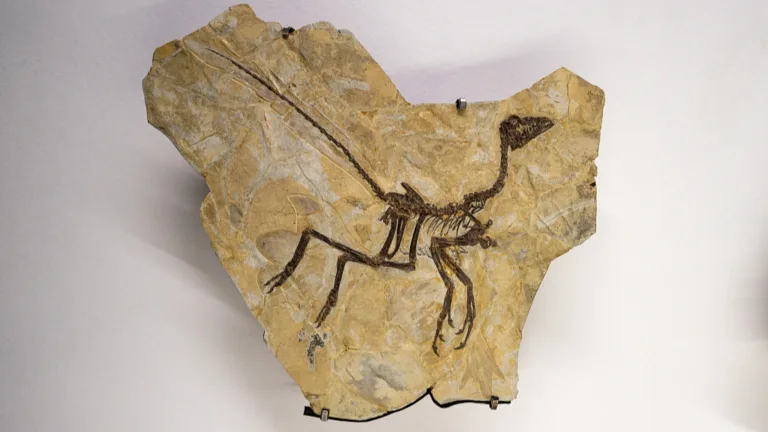 Реконструкция скелета альвареззавра Alnashetri cerropoliciensis из Патагонии