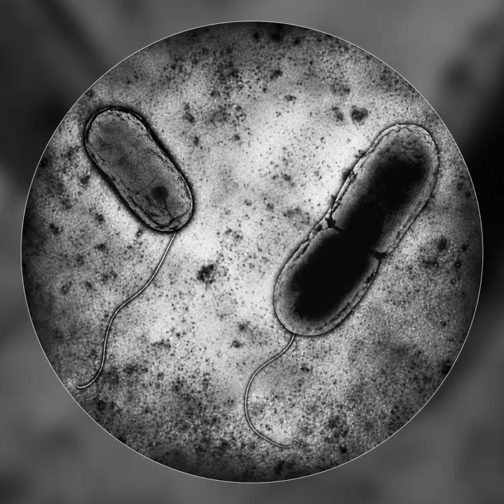 Обнаружение нового вида бактерий Acidithiobacillus sibiricus на Талнахском месторождении для экологичной добычи никеля и меди