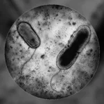 Обнаружение нового вида бактерий Acidithiobacillus sibiricus на Талнахском месторождении для экологичной добычи никеля и меди