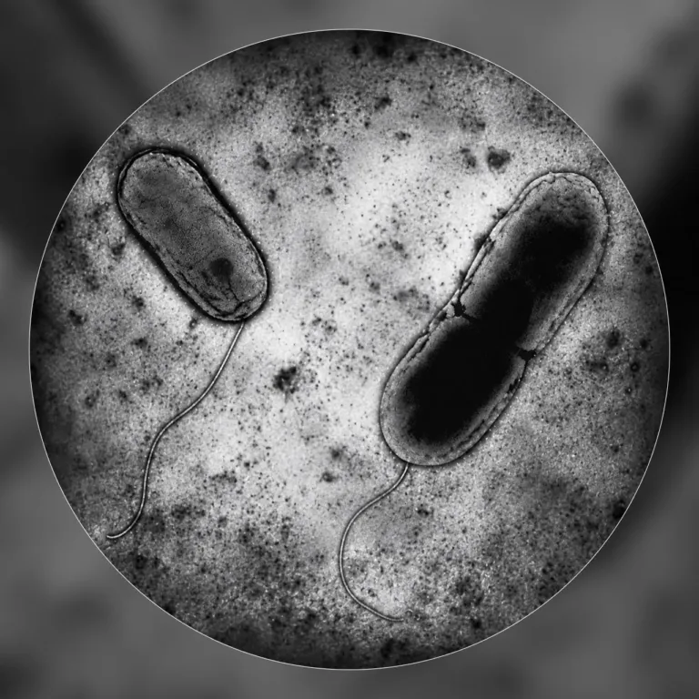 Обнаружение нового вида бактерий Acidithiobacillus sibiricus на Талнахском месторождении для экологичной добычи никеля и меди